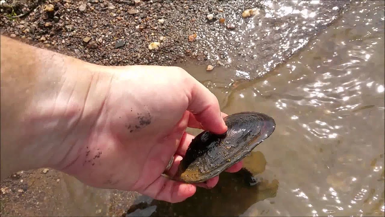 Australian Survival School - Black Freshwater Mussels
