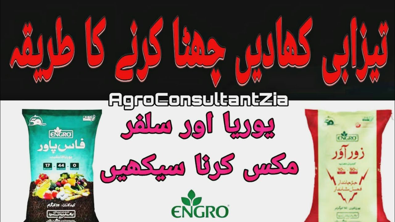 Acidic Fertilizers Broadcasting Technology | Sulphur Coated Urea| تیزابی کھادیں چھٹا کرنا سیکھیں