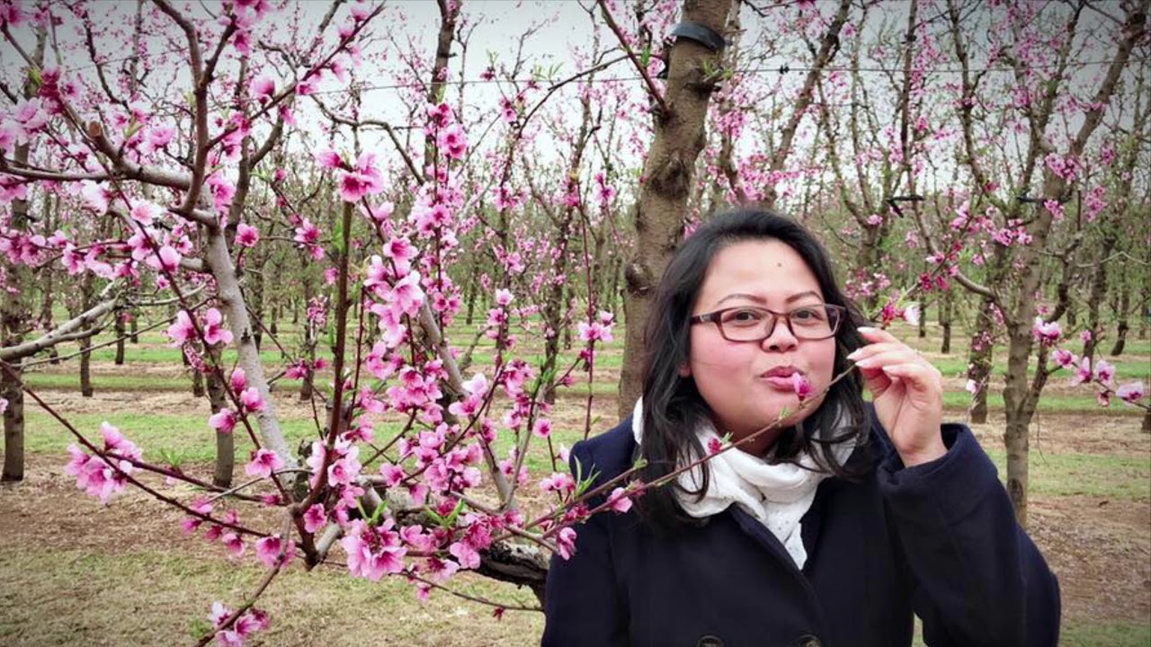 Spectacular Blossom Season @S&R Orchard Perth Western Australia
