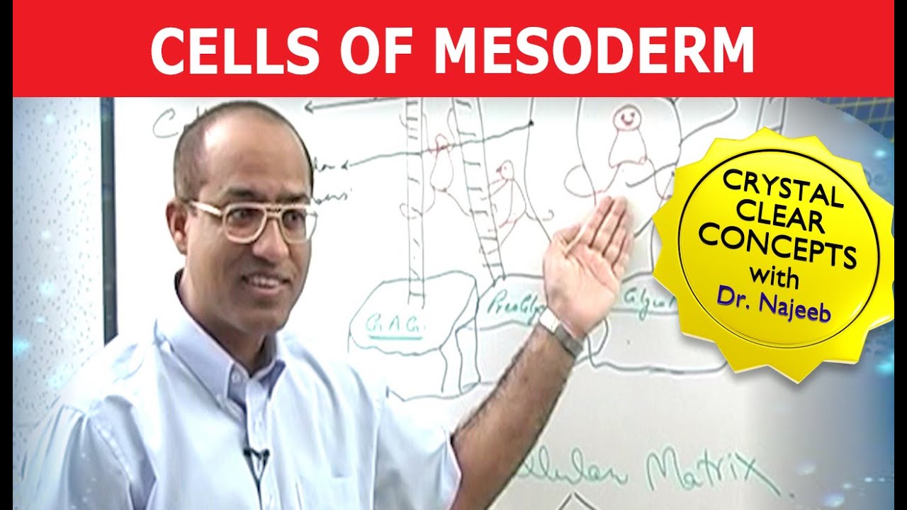 Cells of Mesoderm | Mesenchyme | Funny Clip 😄
