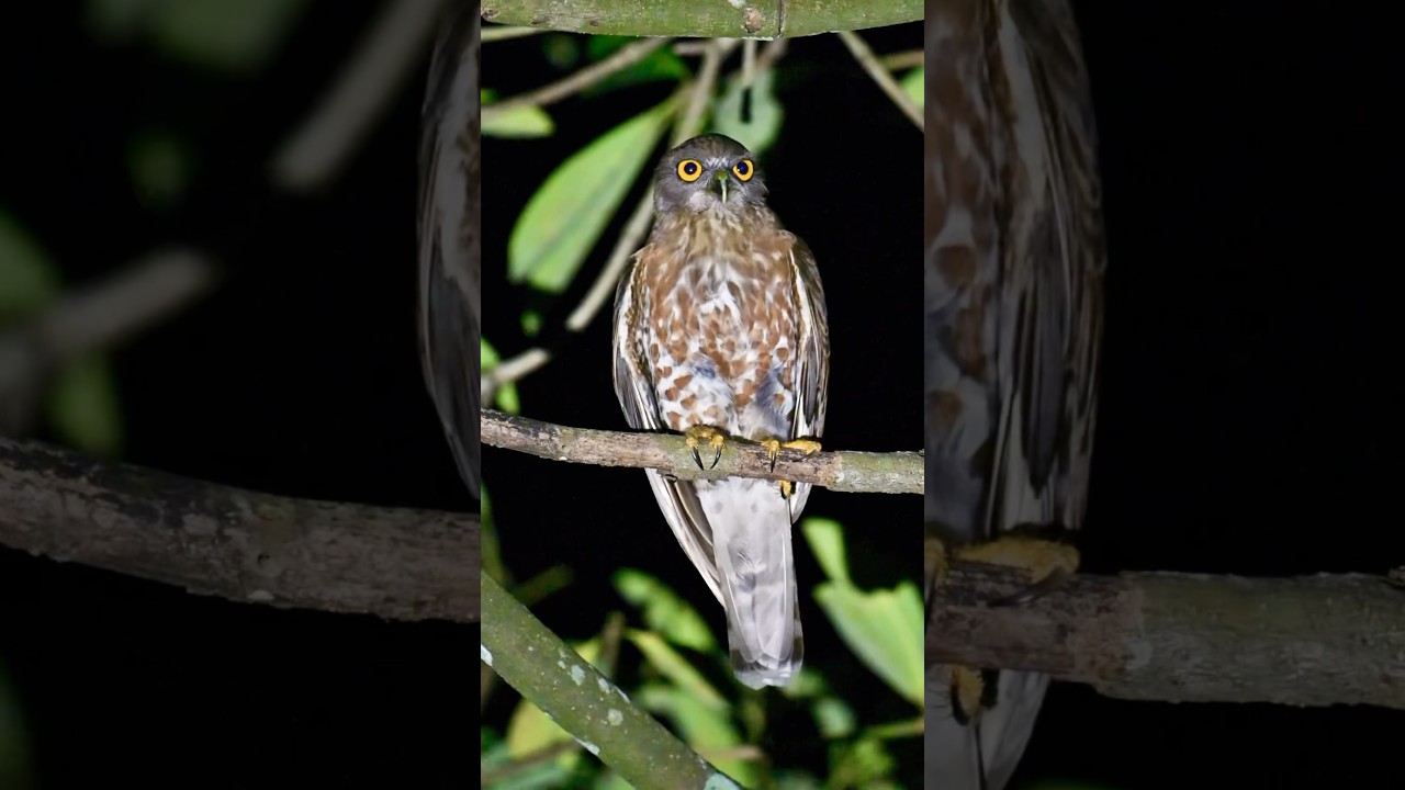 Brown Boobook Call | Brown Hawk Owl Call