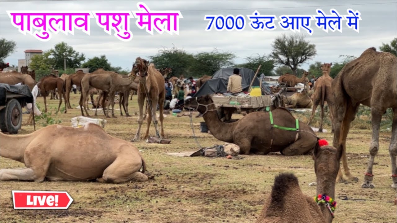 पाबुलाव पशु मेला 2023 Live/ 7000 ऊंट आए मेले में ॥ Pabhulaw pashu mela ladnu