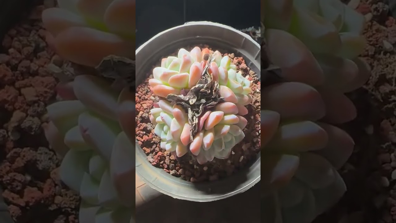 Succulent Repotting Tutorial | When and How to Repot Succulent Plants