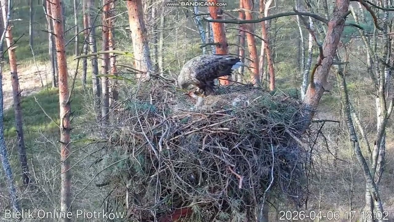 Bieliki KOO Piotrk&oacute;w  (PL) - Petra karmi  maluszki  🐥🐥🐥2026 04 06