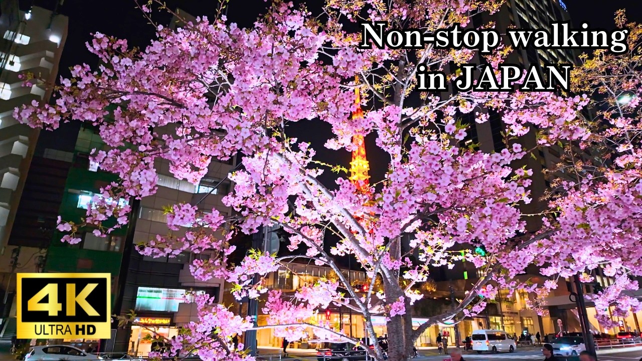 【東京】麻布台ヒルズ河津桜 もうすぐ満開！　Kawazu Sakura Almost in Bloom (Tokyo) 🌸