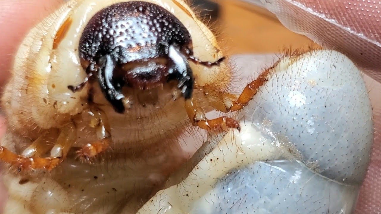 幼虫を水に浸ける本当の理由【カブトムシ飼育】