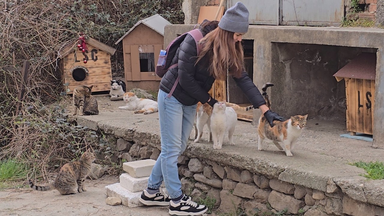 We Built a Village for Homeless Cats&hellip; They Give Us Love EVERY Day