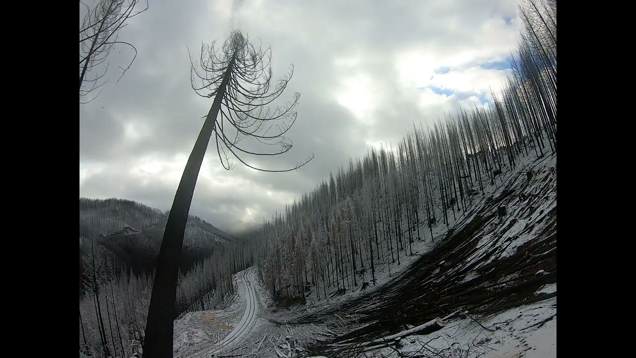 burn salvage cutting in the snow