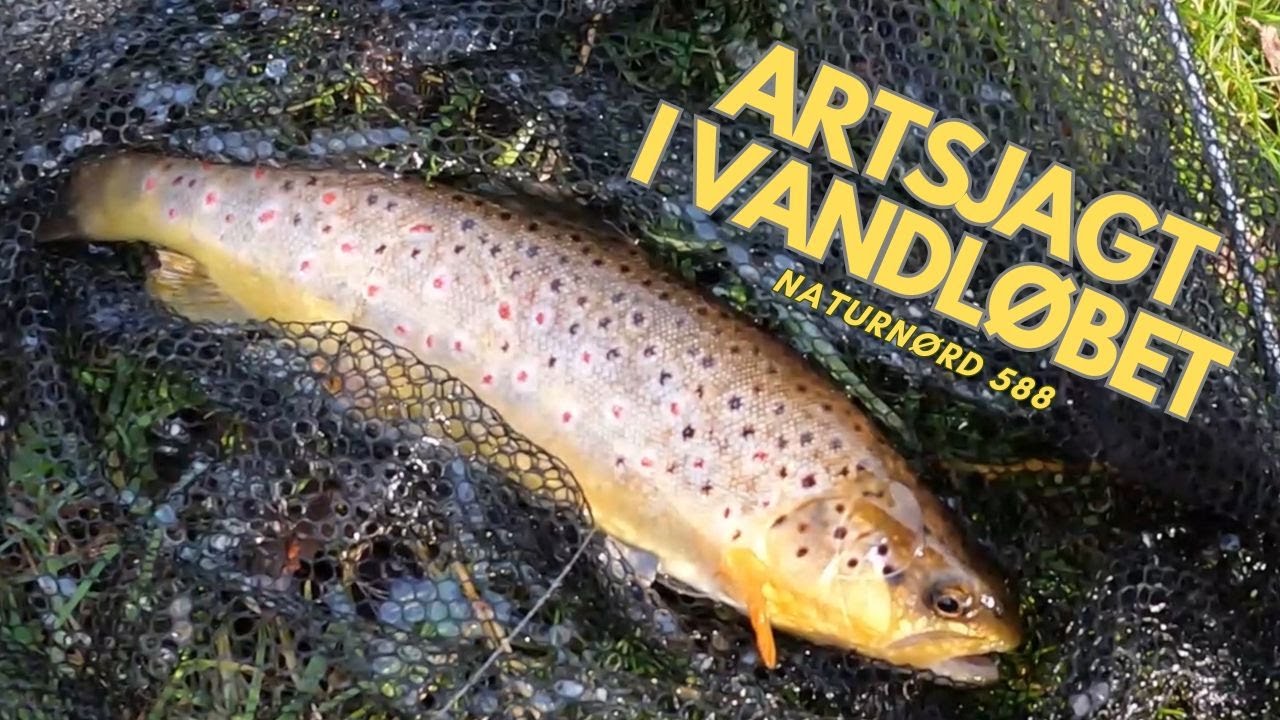 ARTSFISKERI I DET TIDLIGE FOR&Aring;R // NATURN&Oslash;RD 588