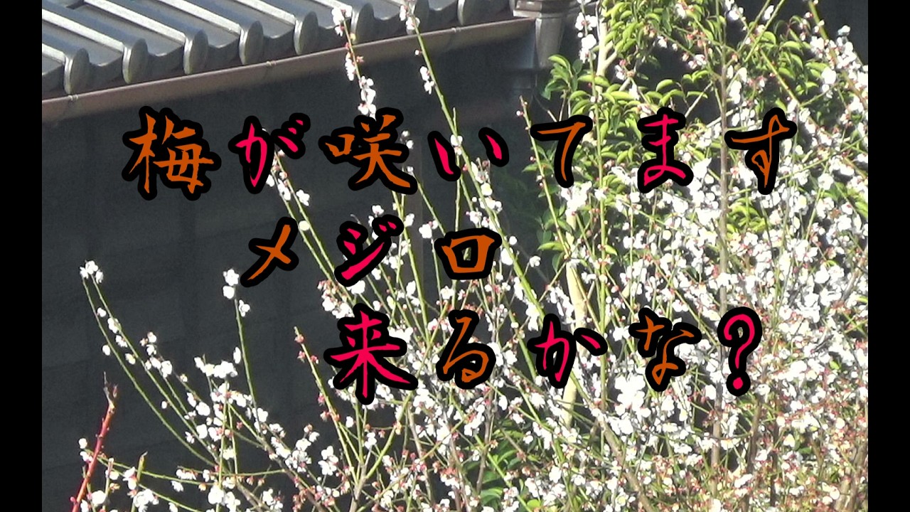 2026/02/26     梅が咲いてます　メジロ　来るかな?(ミュート配信)