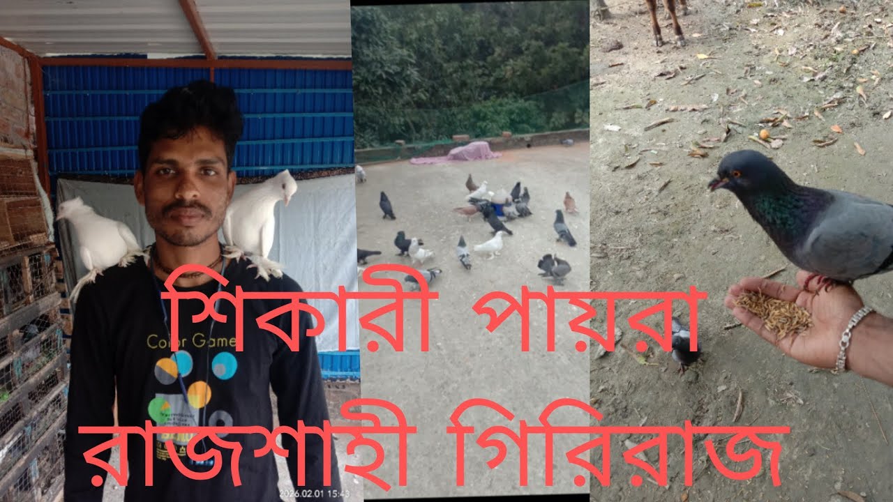 বেতাই এর রাজশাহী গিরিরাজ। বাজির ফোয়ারা