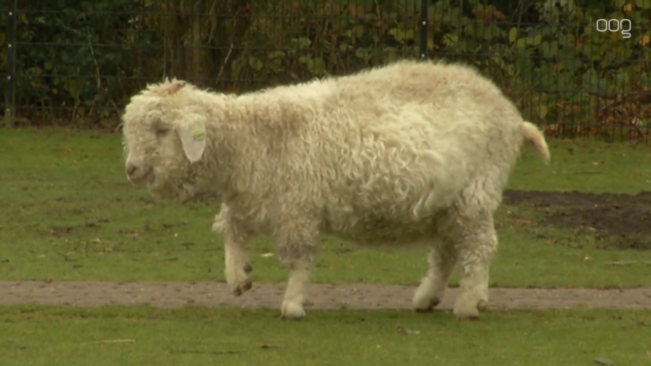 “Dieren kinderboerderij Stadspark zijn op slachtbank beland”