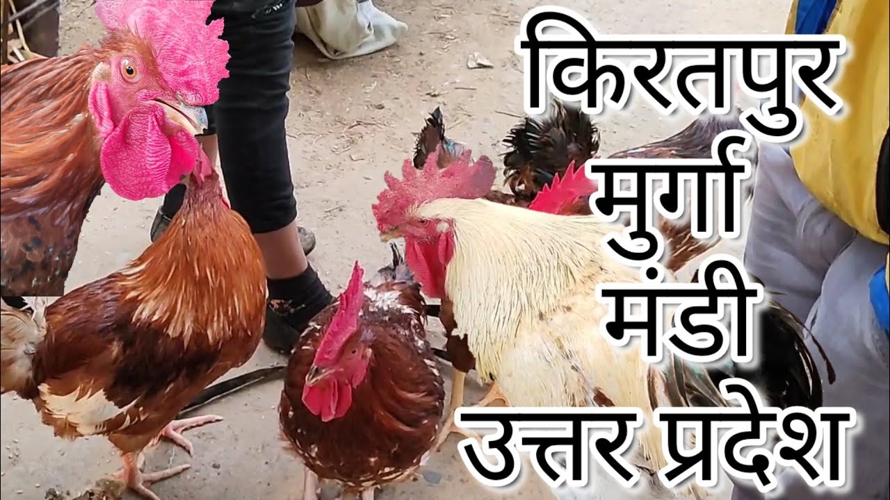 मुर्गा मंडी इतवार बाजार किरतपुर उत्तर प्रदेश Kiratpur mandi sunday market Utter Pradesh Jila Bijnor