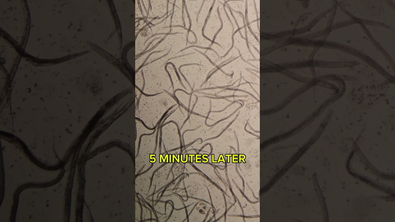 How Garlic affects Parasites? #naturalremedies #naturalmedicine #viralshort #fyp