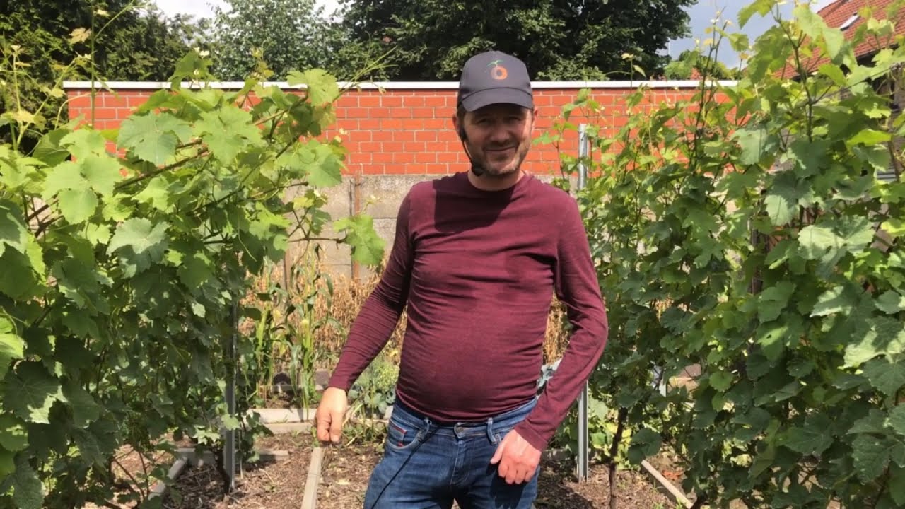 Toms wijngaard 014 : De vruchtzetting of nouaison - een rondje door de wijngaard