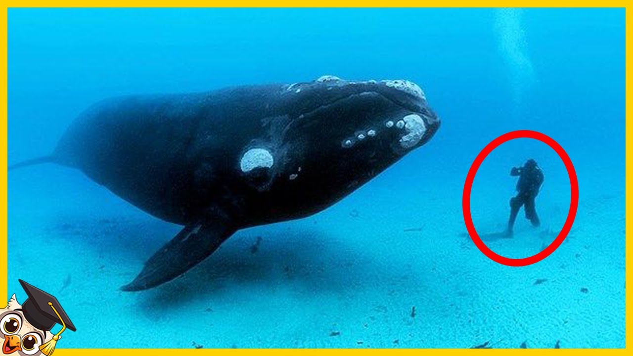 Wieloryb nie chciał zostawić nurka. Zobacz co stało się potem