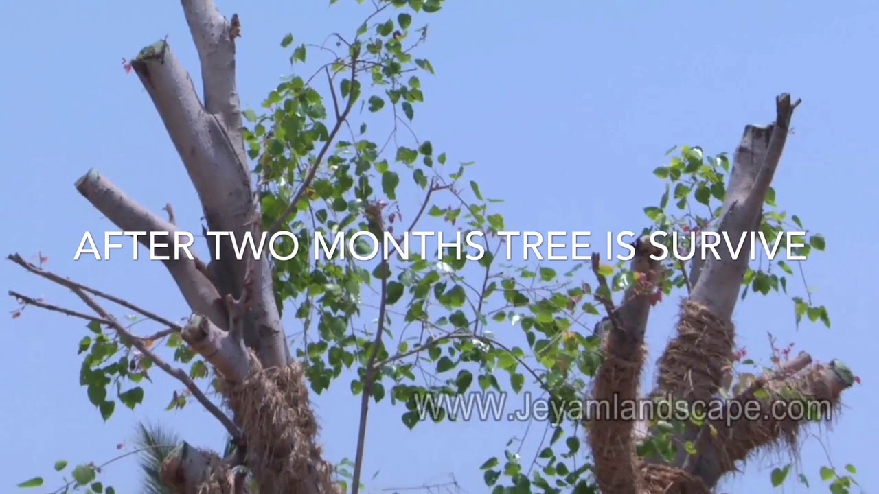 successful story of Tree Transplantation in Chennai. |peepal tree Transplantation |Tree relocation.