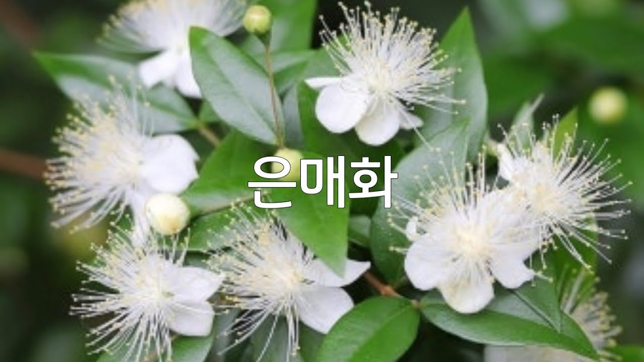 #돈키호테야생화 #나비시다래#분홍댕강#무늬댕강#미서라무#가시없는찔래
