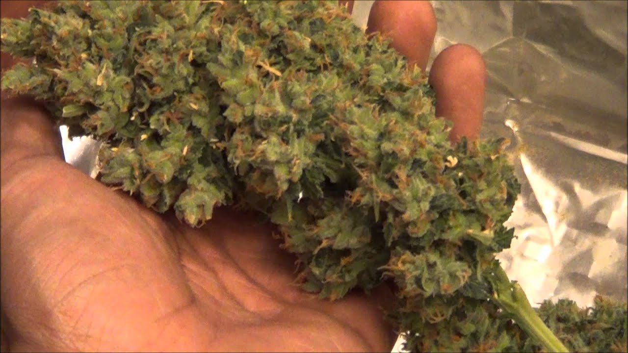 BIG FAT BUDS!!! SLH Harvest # 5 Marijuana Grow