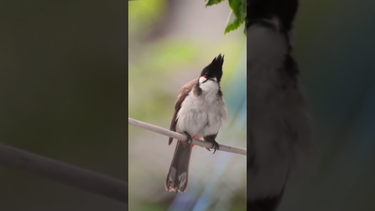 The Sound of Birds Chirping - The Melody of Relax nature