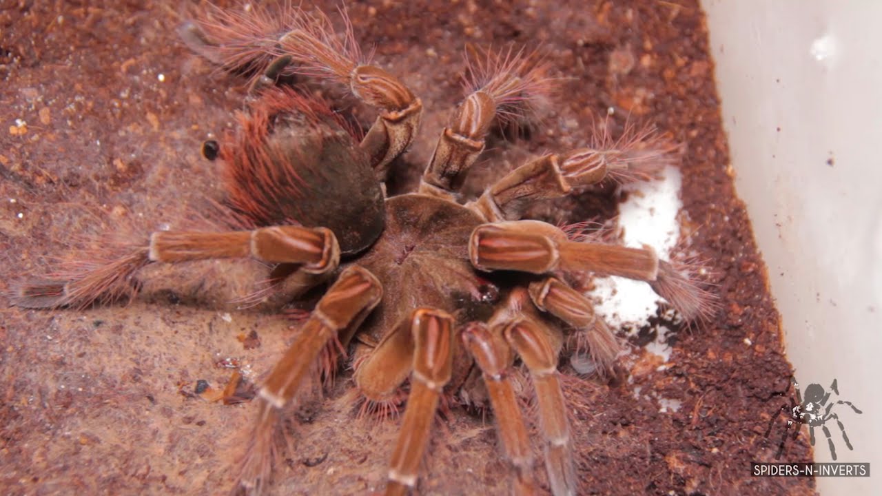 Tarantula Feeding: Theraphosa stirmi (Burgundy Goliath Birdeater): Spiders-N-Inverts #32