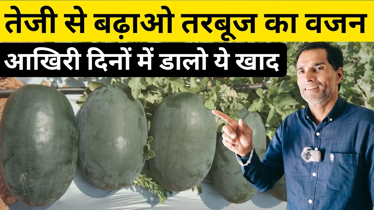 तेजी से बढ़ाओ तरबूज का वजन आखिरी दिनों में डालो यह खाद उर्वरक |