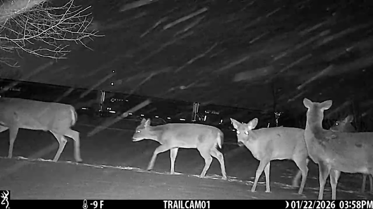 Coyote chasing deer, Doe's fighting