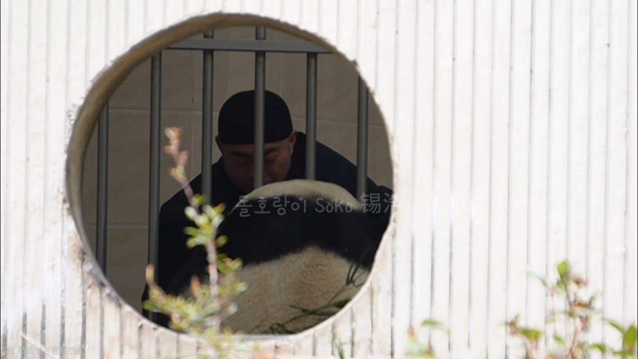 탕사육사님과 더 친해지는 교감 시간...!! | 2월 16일 오후(푸바오 실시간) Panda Fubao