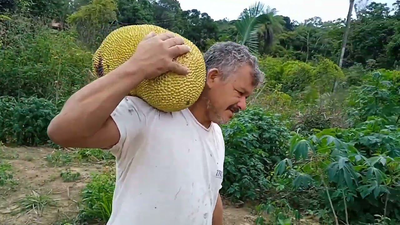 Ajuntando maracujá no mato dando jaca para galinha 