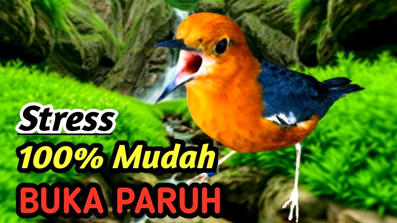 Masteran Anis Merah Raja Hutan Nusantara