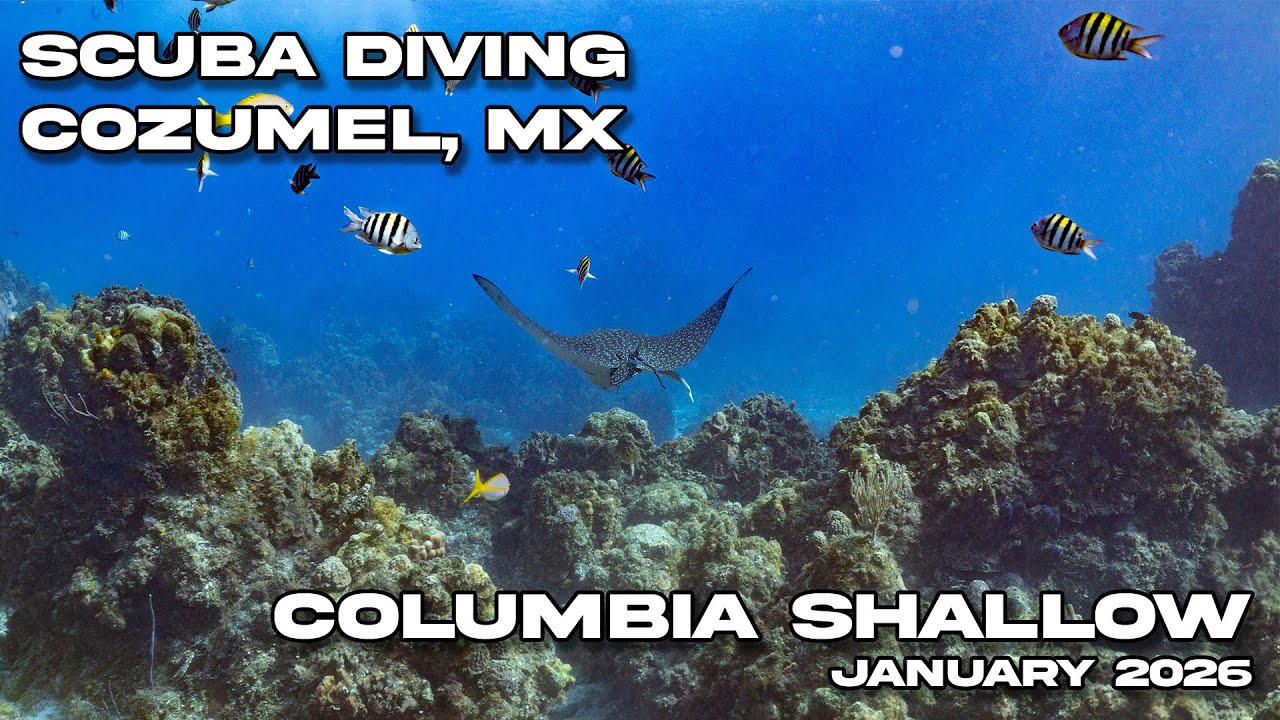 Diving Columbia Shallow in Cozumel, Mexico | January 9 2026 | 4k Video