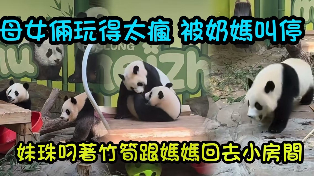 妹豬和媽媽玩的好瘋，奶媽擔心母女倆玩得太激動，幾時出來投餵竹筍，分開兩母女#panda #cutepanda #熊貓妹珠 #熊貓妹豬