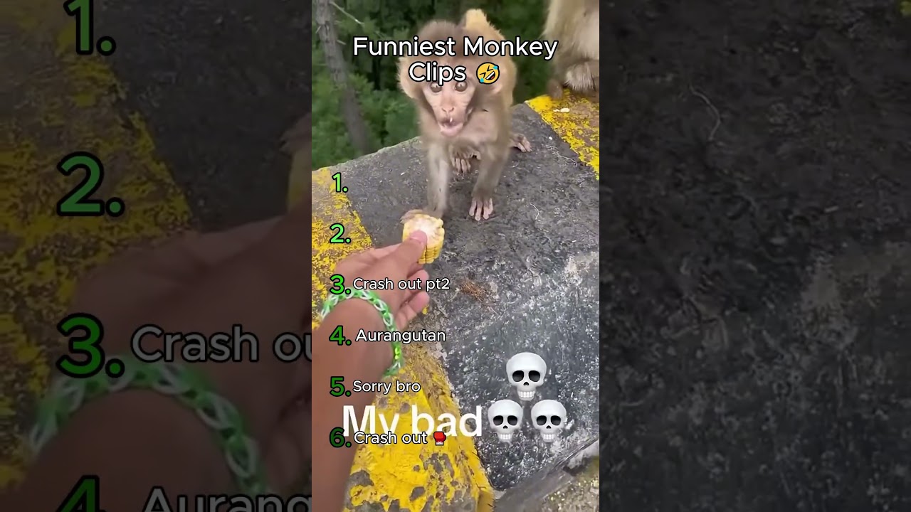 Ranking Funniest Monkey Moments 🤣 #animals