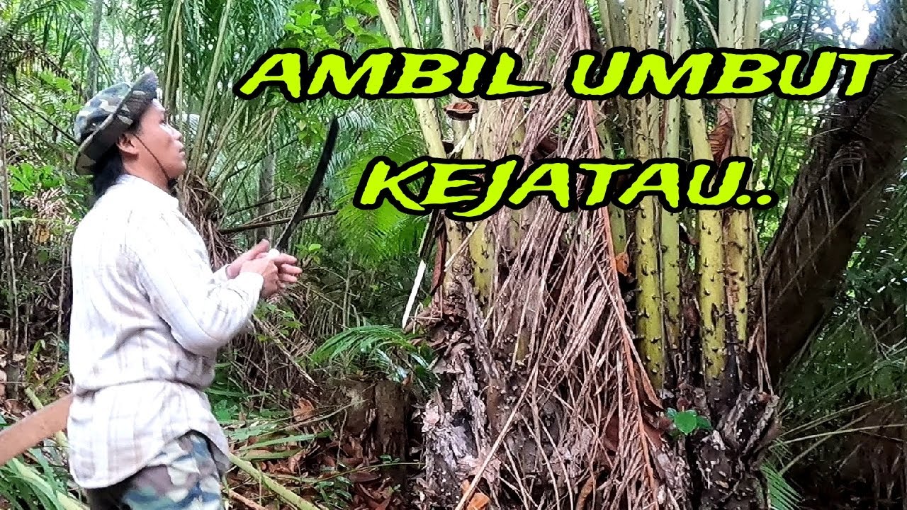 PERGI KE HUTAN ADU AMBEK UMBUT KEJATAU.