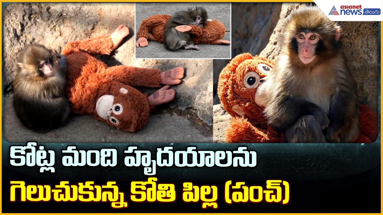 Punch macaque Japanese Monkey: కోట్లమంది హృదయాల నుగెలుచుకున్న కోతి పిల్ల (పంచ్)| Asianet News Telugu