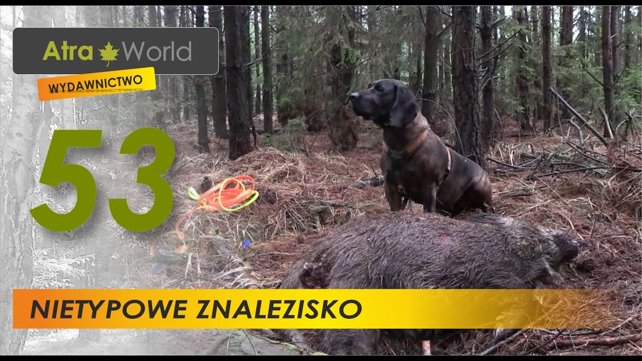 Nietypowe znalezisko w opolskim lesie (na łowach)