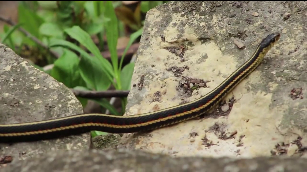 Narcisse Snake Dens Manitoba