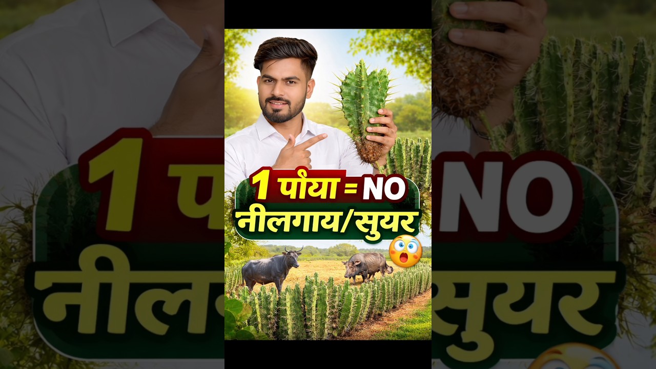&ldquo;Stop Nilgai & Pigs Entry 🚫 | Smart Farmer Cactus Fence Hack 🌵🔥&rdquo;#shorts #smartfarming