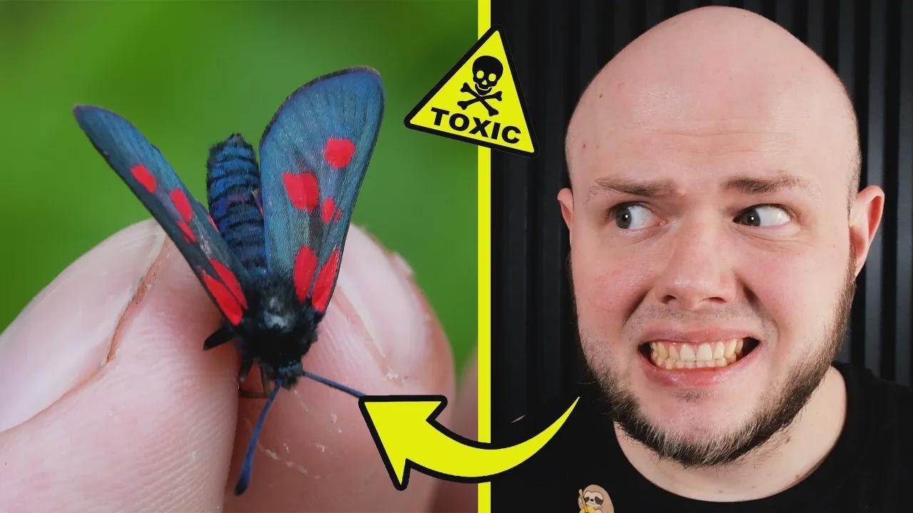 Searching for Poisonous Butterflies, Insects, and Spiders in the Fields