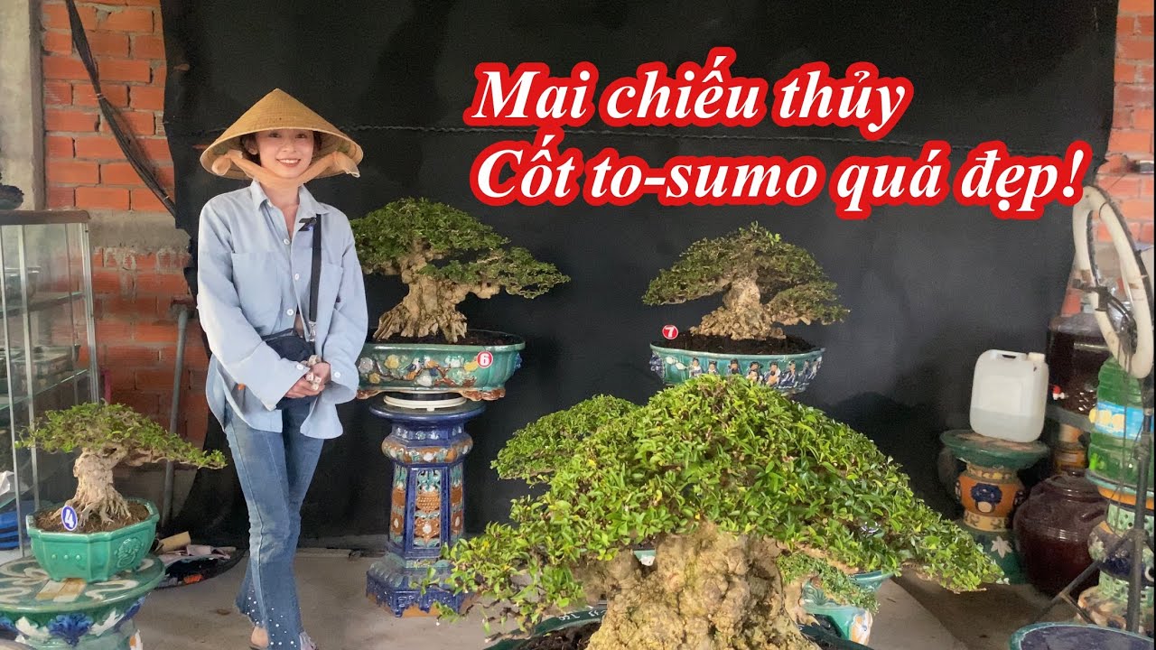 Mai chiếu thủy cốt to lùn lực, báo giá +chi tiết từ tác phẩm, mời quý anh chị tham khảo