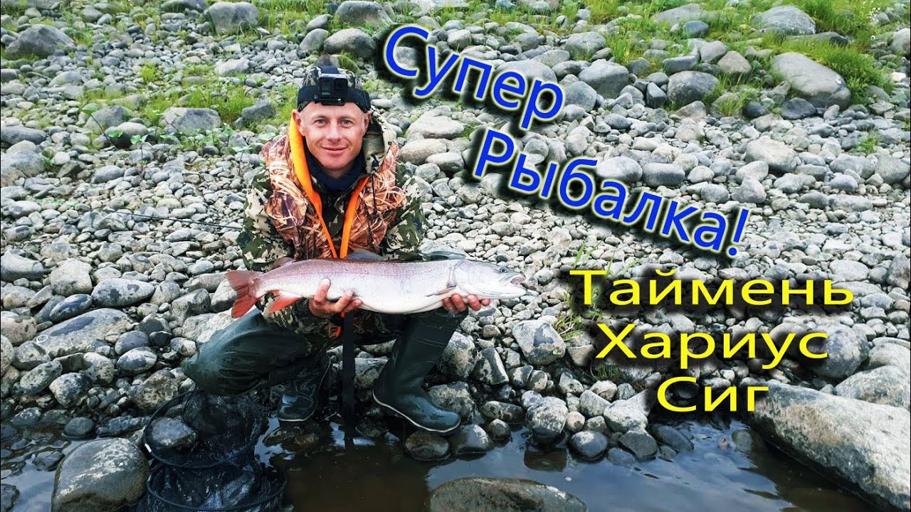 Супер рыбалка на северной горной реке! Таймень, Хариус, Сиг!!!