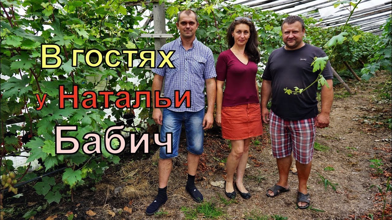 Виноградники Беларуси . г. Пинск . Виноградарь Наталья Бабич.