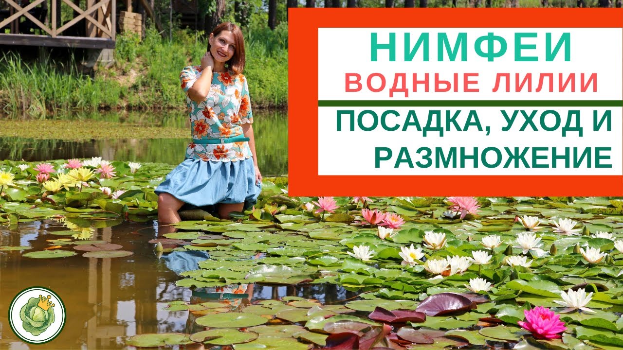 НИМФЕИ (ВОДНЫЕ ЛИЛИИ) - посадка, уход, размножение в природных и искусственных водоемах