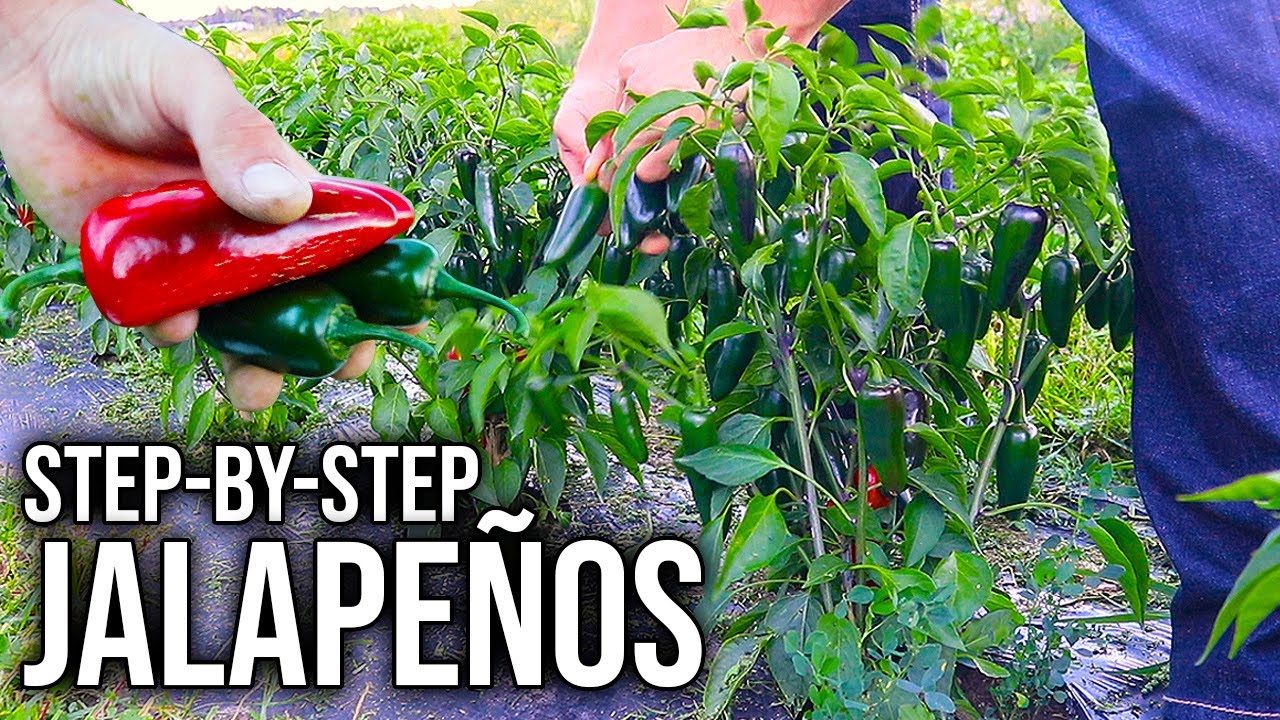 How to Grow Loads of Jalapeños at Home Easily [Seed to Harvest]
