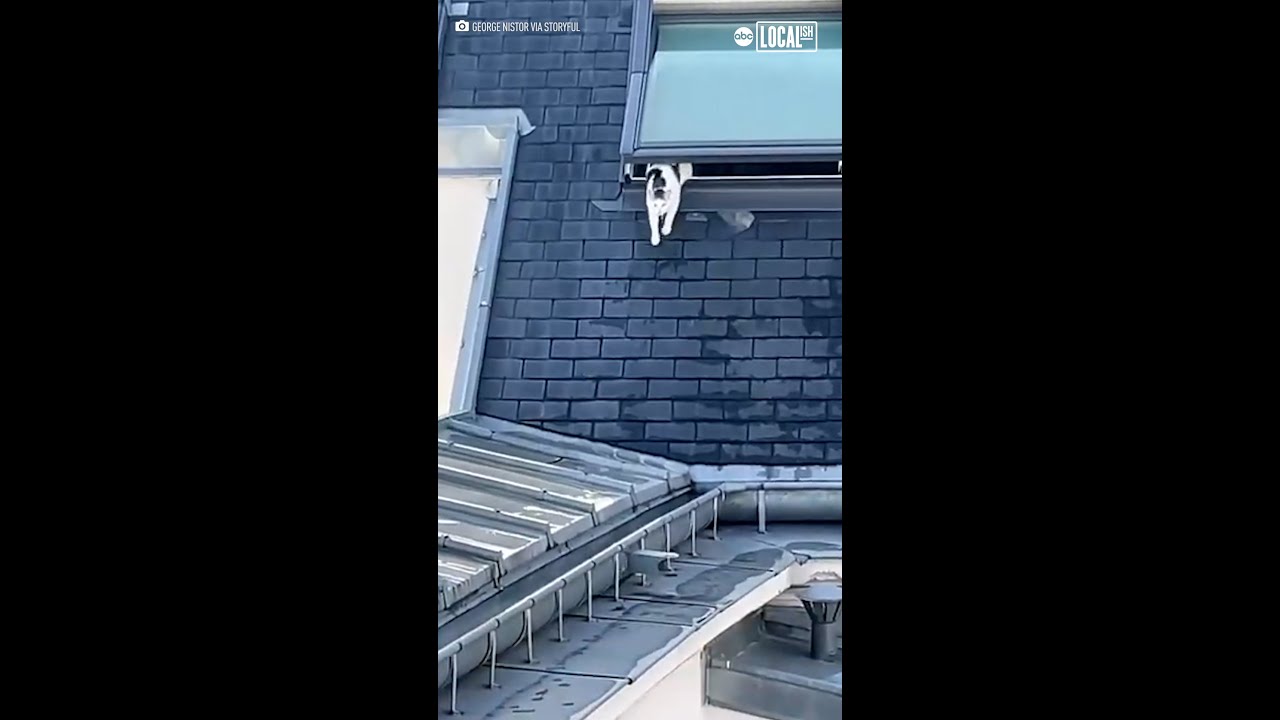 Cat crosses rooftop to visit favorite neighbor