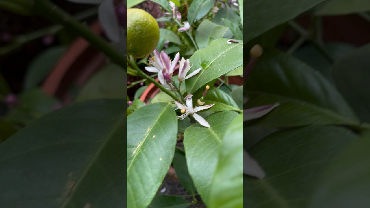 Secret way to force potted citrus to bloom!