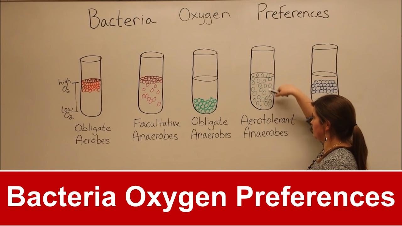 Bacteria Oxygen Requirements