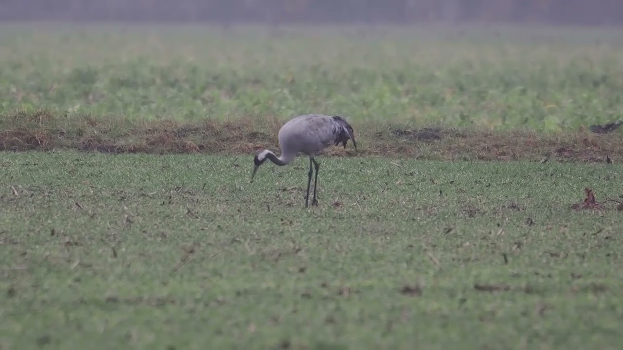 kraanvogel,noord-brabant,nederland