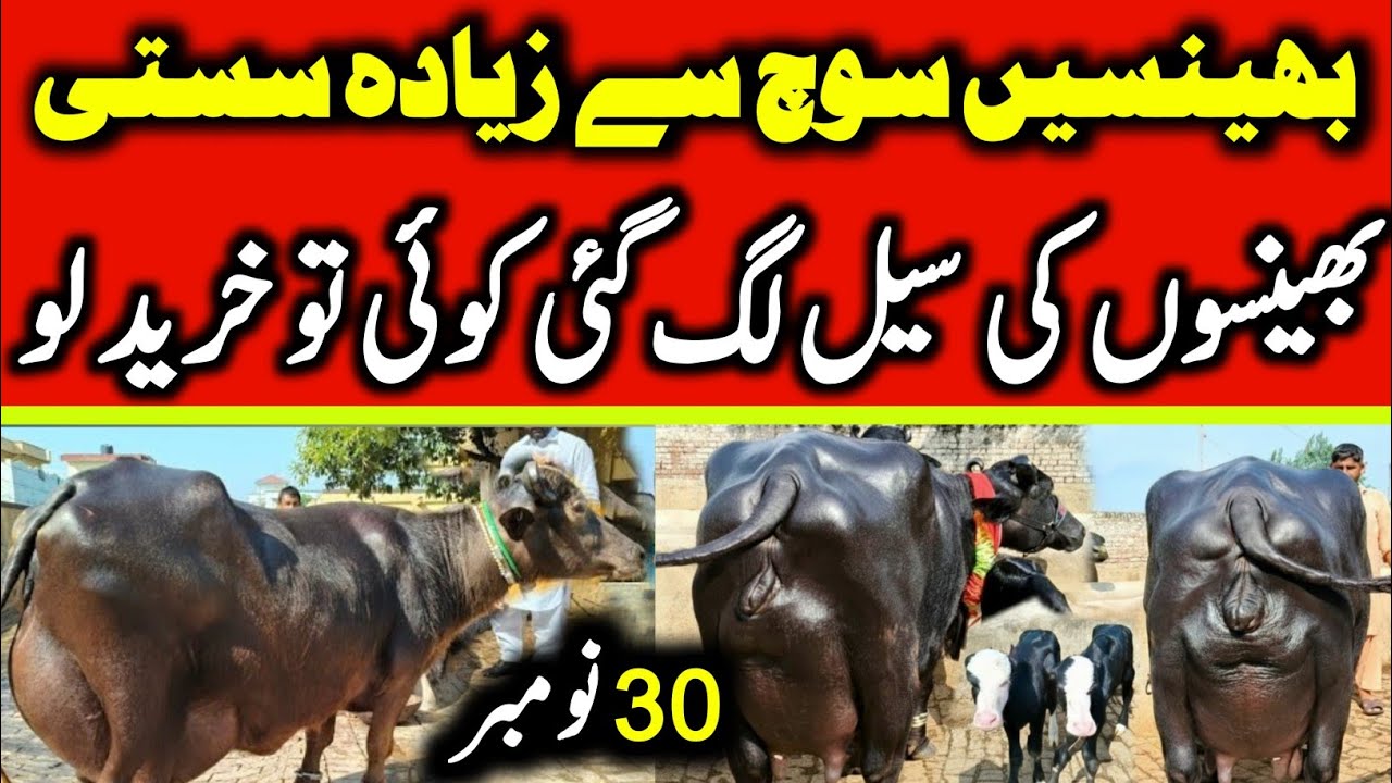 Buffalo Fresh Rates Update 2025 | Nili Ravi Buffalo Price In Punjab | Buffalo For Sale 
