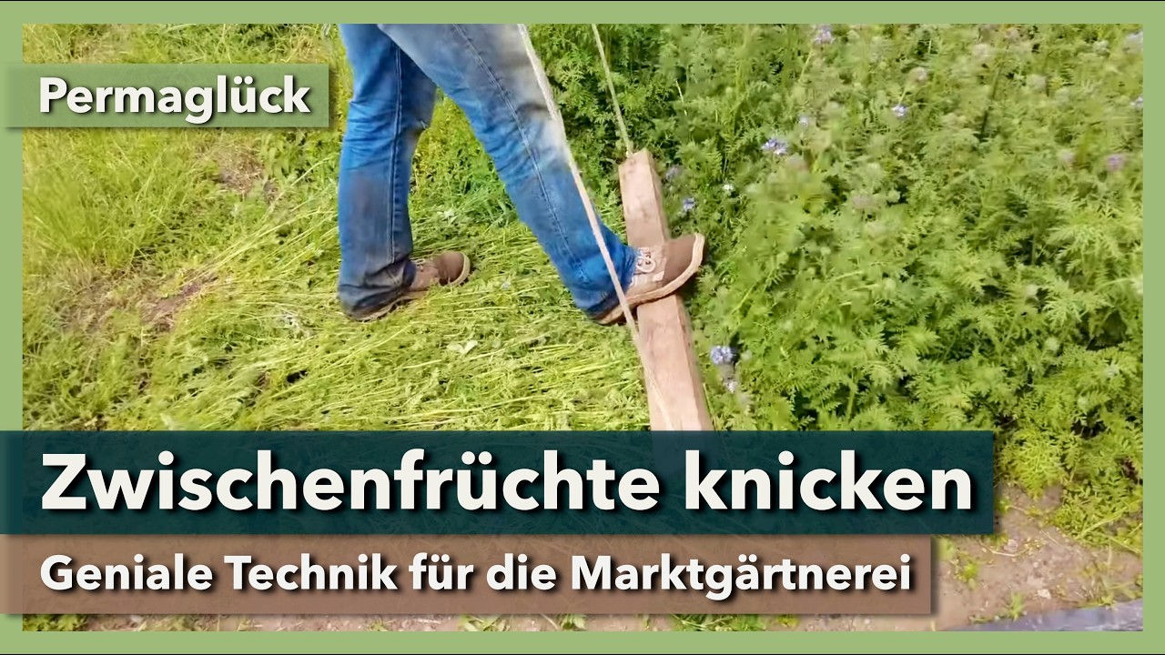 Gründüngung als Mulch nutzen - Geniale Technik für den Market Garden | Permaglück | 2024 | Teil 6